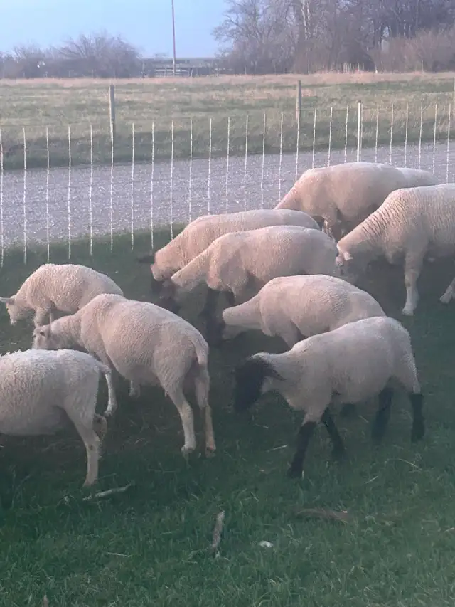 Ewes and lambs - Photo 3