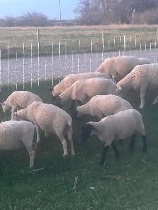 Ewes and lambs - Photo 3