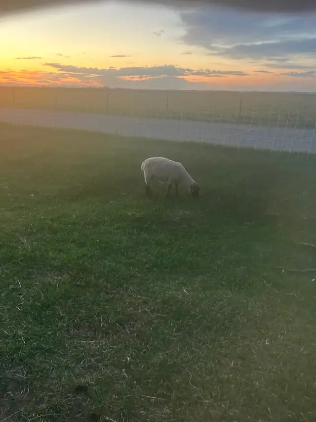Ewes and lambs - Photo 4