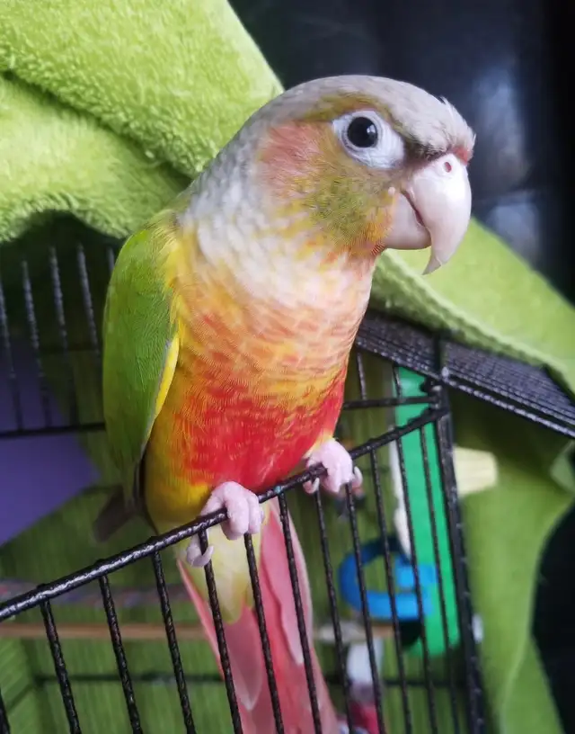 Bird & Exotic Pet Boarding | 8 Yrs Experience | SE Calgary