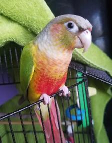 Bird & Exotic Pet Boarding | 8 Yrs Experience | SE Calgary