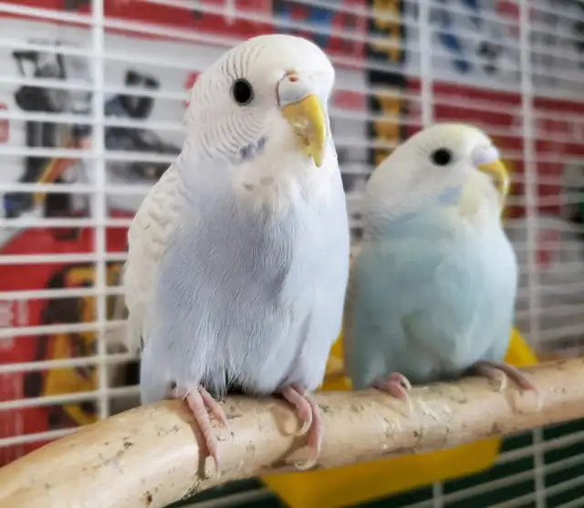 Bird & Exotic Pet Boarding | 8 Yrs Experience | SE Calgary - Photo 2