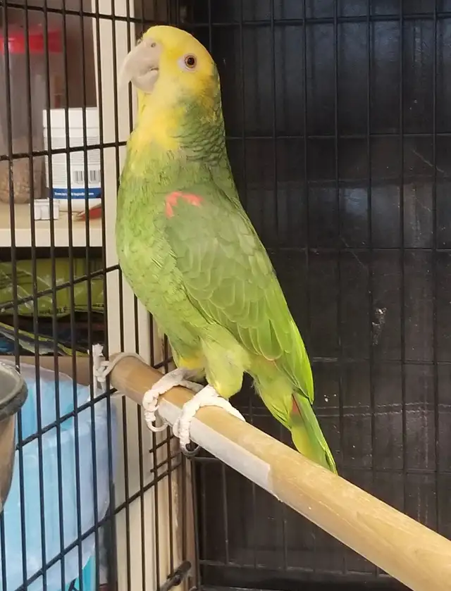 Bird & Exotic Pet Boarding | 8 Yrs Experience | SE Calgary - Photo 3