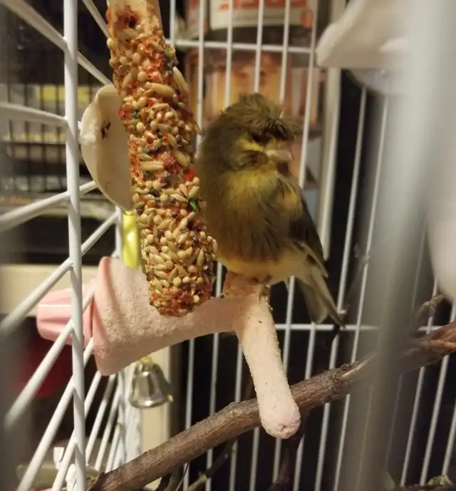 Bird & Exotic Pet Boarding | 8 Yrs Experience | SE Calgary - Photo 4