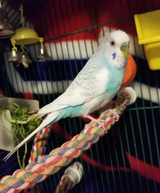 Bird & Exotic Pet Boarding | 8 Yrs Experience | SE Calgary - Photo 5