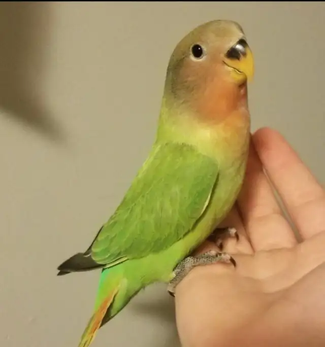 Bird & Exotic Pet Boarding | 8 Yrs Experience | SE Calgary - Photo 6
