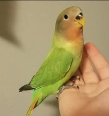 Bird & Exotic Pet Boarding | 8 Yrs Experience | SE Calgary - Photo 6