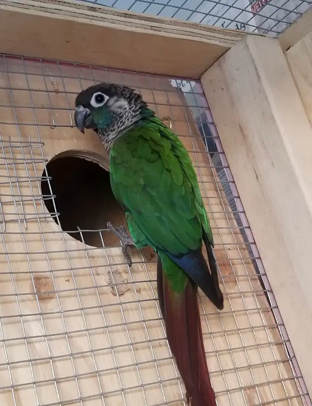 Bird & Exotic Pet Boarding | 8 Yrs Experience | SE Calgary - Photo 7