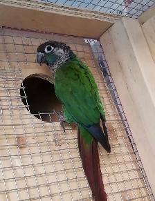 Bird & Exotic Pet Boarding | 8 Yrs Experience | SE Calgary - Photo 7
