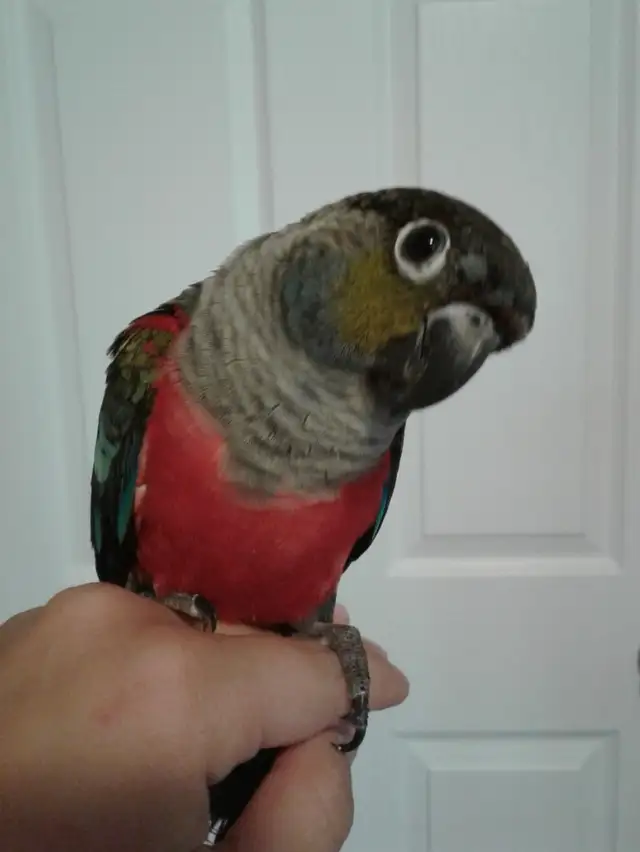 Bird & Exotic Pet Boarding | 8 Yrs Experience | SE Calgary - Photo 8
