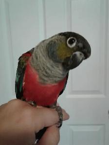 Bird & Exotic Pet Boarding | 8 Yrs Experience | SE Calgary - Photo 8