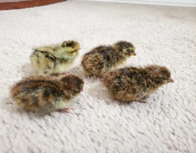 Bird & Exotic Pet Boarding | 8 Yrs Experience | SE Calgary - Photo 9