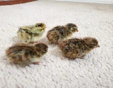 Bird & Exotic Pet Boarding | 8 Yrs Experience | SE Calgary - Photo 9