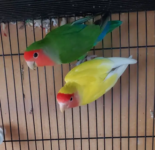 Bird & Exotic Pet Boarding | 8 Yrs Experience | SE Calgary - Photo 10