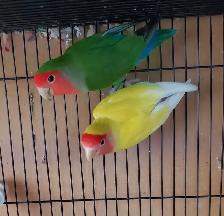 Bird & Exotic Pet Boarding | 8 Yrs Experience | SE Calgary - Photo 10