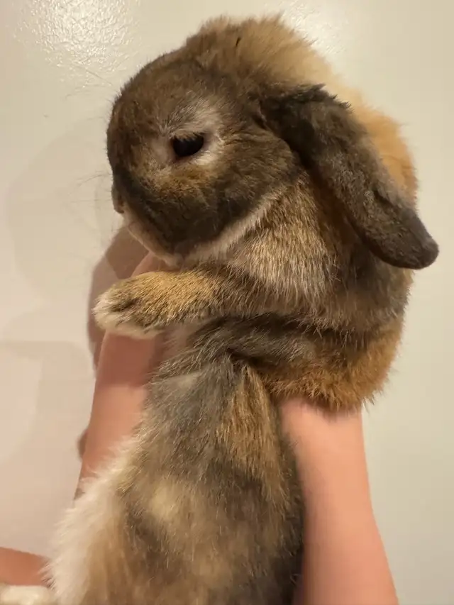 BROWNIE BOY HOLLAND LOP RABBIT VERY SWEET