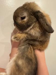 BROWNIE BOY HOLLAND LOP RABBIT VERY SWEET
