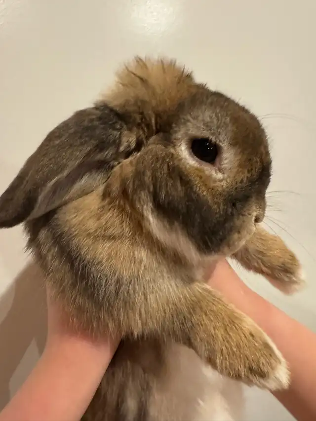 BROWNIE BOY HOLLAND LOP RABBIT VERY SWEET - Photo 2