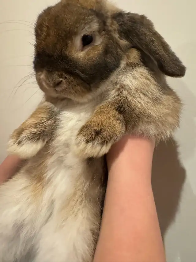 BROWNIE BOY HOLLAND LOP RABBIT VERY SWEET - Photo 3