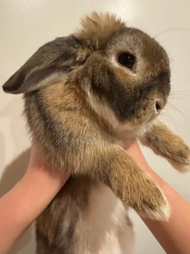 BROWNIE BOY HOLLAND LOP RABBIT VERY SWEET - Photo 4