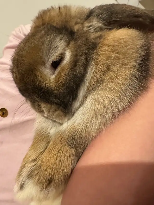 BROWNIE BOY HOLLAND LOP RABBIT VERY SWEET - Photo 5