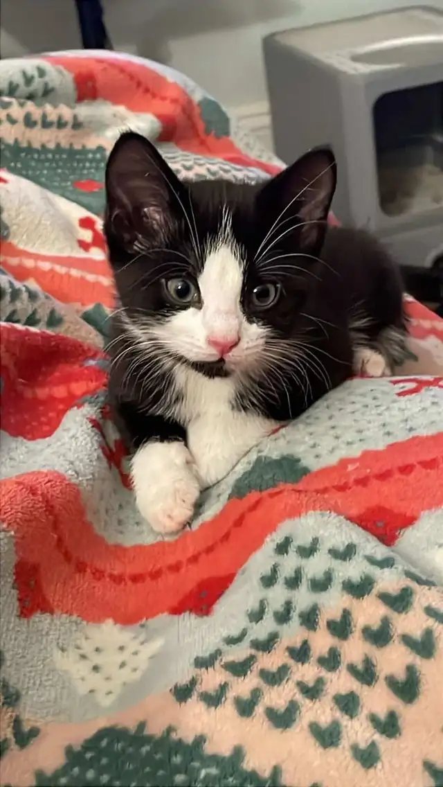 Black Tuxedo Kittens - Photo 2