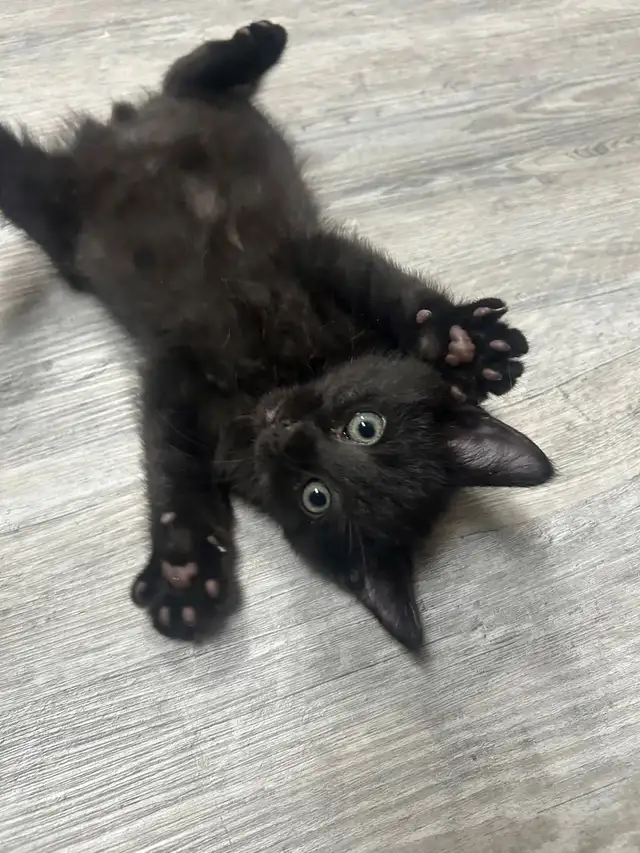 Black Tuxedo Kittens - Photo 3
