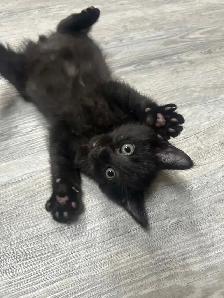 Black Tuxedo Kittens - Photo 3