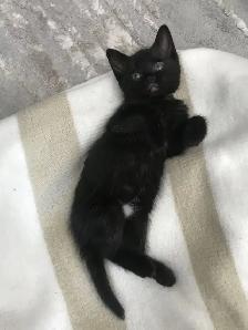 Black Tuxedo Kittens - Photo 5