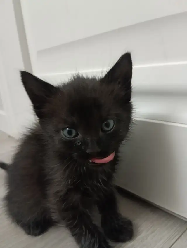 Black Tuxedo Kittens - Photo 6