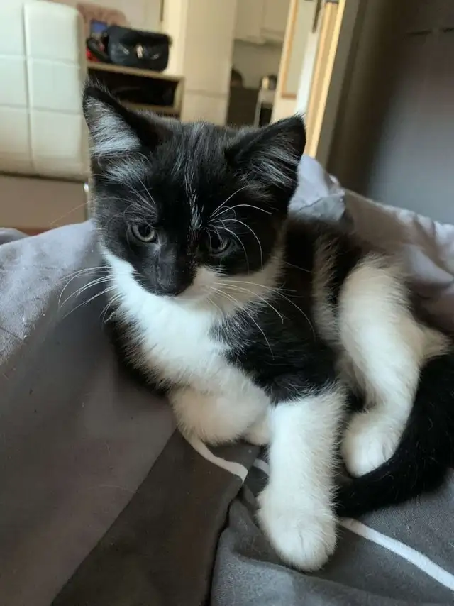 Black Tuxedo Kittens - Photo 8