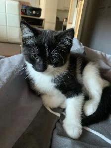 Black Tuxedo Kittens - Photo 8
