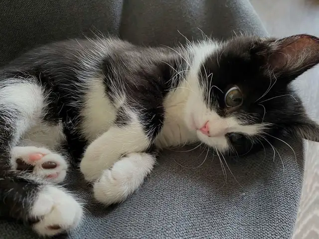 Black Tuxedo Kittens - Photo 9