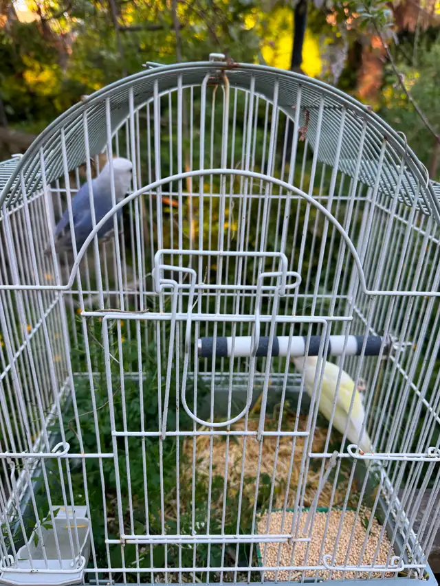 Birds for Sale