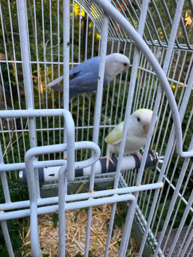 Birds for Sale - Photo 2