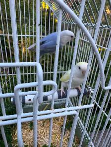 Birds for Sale - Photo 2