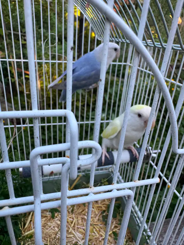 Birds for Sale - Photo 3