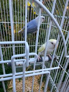 Birds for Sale - Photo 3