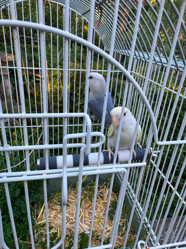 Birds for Sale - Photo 4