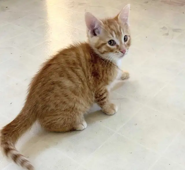 Maine coon cross kittens - Photo 6