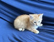 Maine coon cross kittens - Photo 7