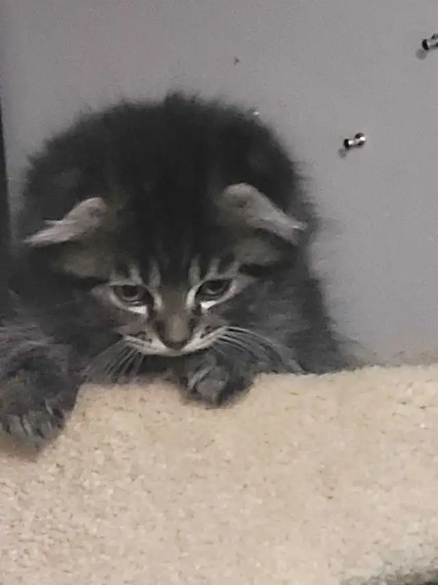 three kittens left two tabby and one scottish fold