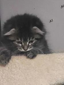 three kittens left two tabby and one scottish fold