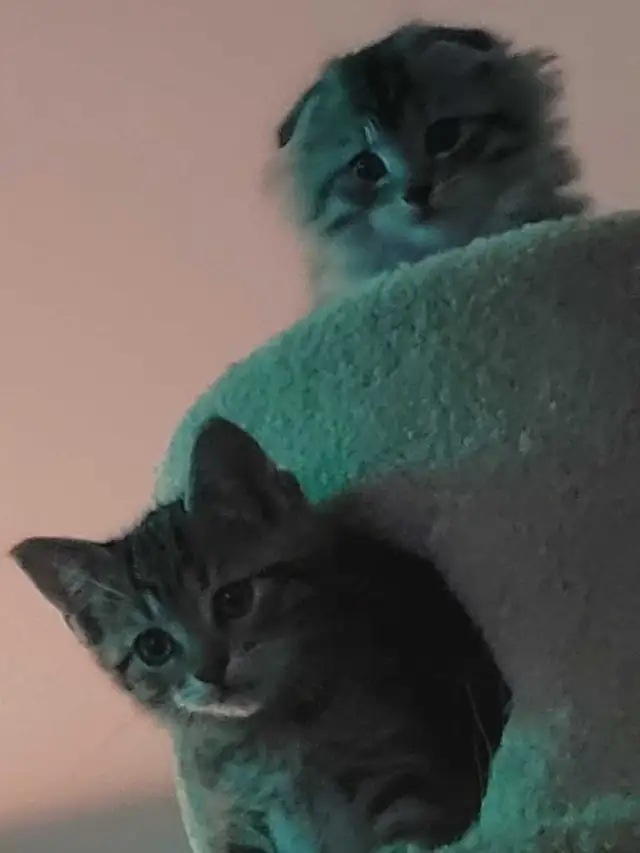 three kittens left two tabby and one scottish fold - Photo 2