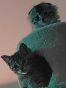 three kittens left two tabby and one scottish fold - Photo 2