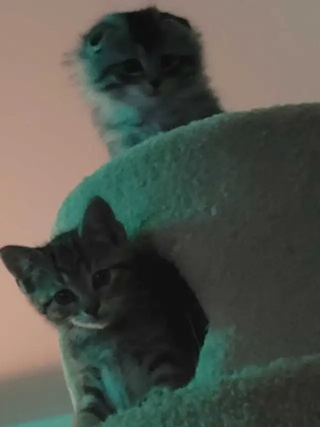 three kittens left two tabby and one scottish fold - Photo 3