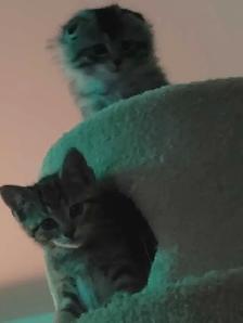 three kittens left two tabby and one scottish fold - Photo 3
