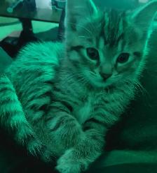 three kittens left two tabby and one scottish fold - Photo 4