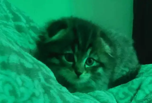three kittens left two tabby and one scottish fold - Photo 5