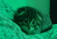 three kittens left two tabby and one scottish fold - Photo 5